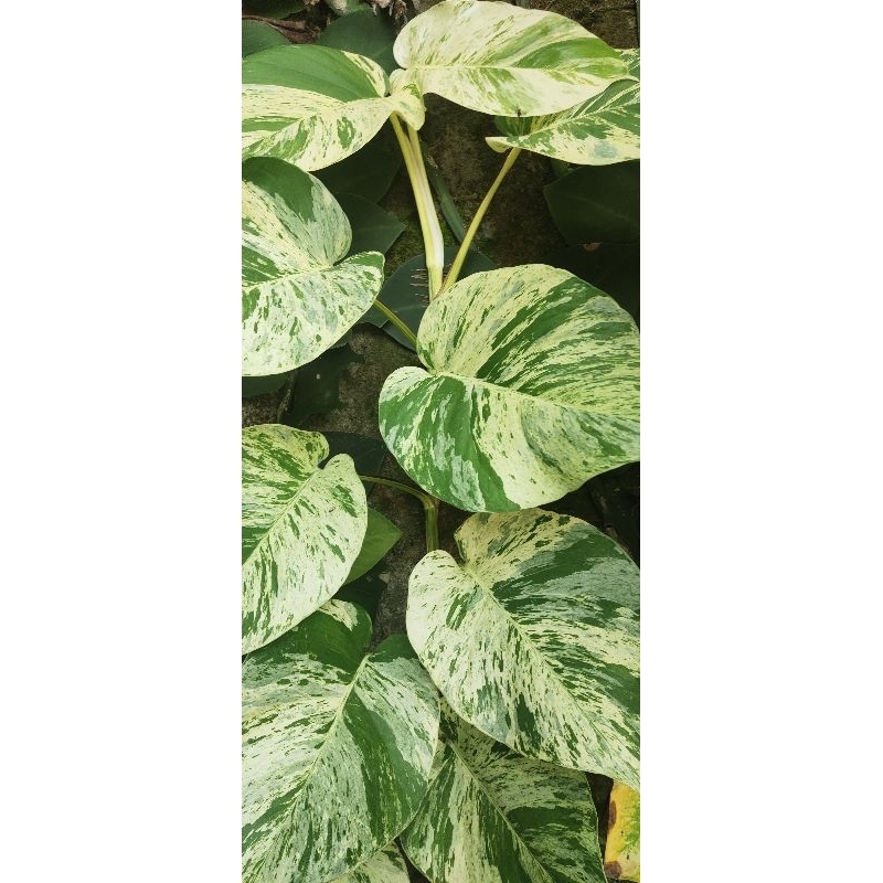 Sirih gading variegata / varigata / sirih gading marble JUMBO