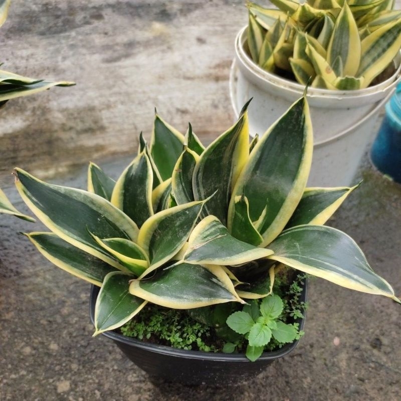 Sansivera Pagoda/Lidah Mertua