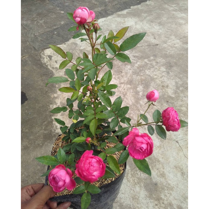 BIBIT MAWAR RAMBAT KONDISI BERBUNGA
