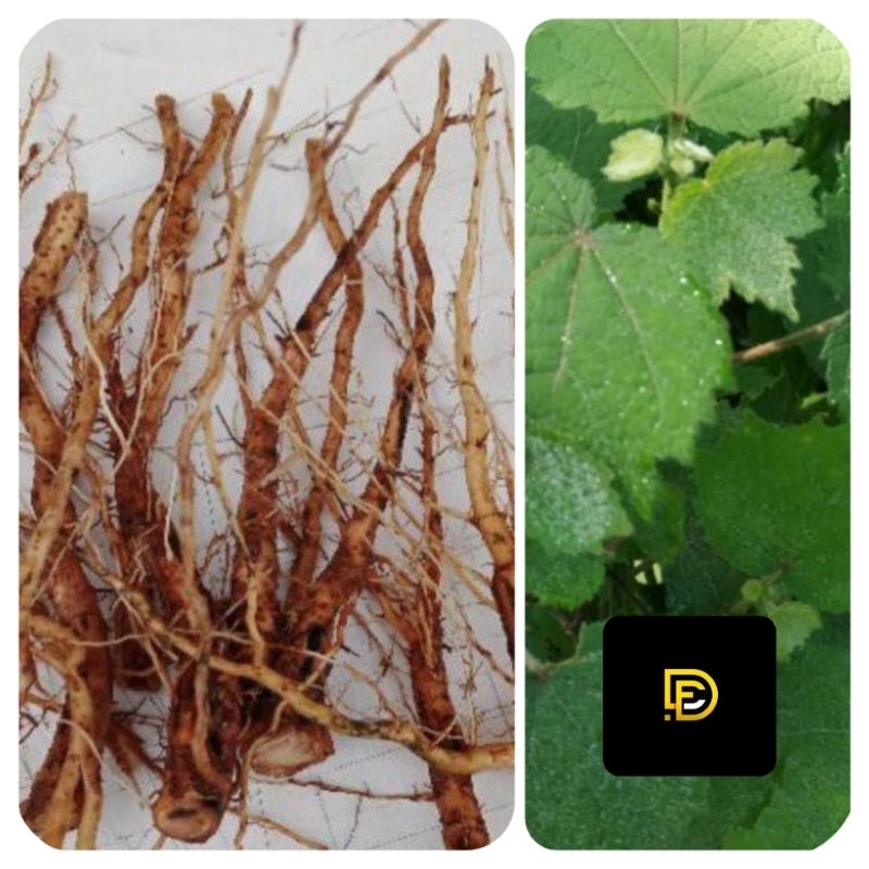 

Akar pulutan segar 250 gram akar fresh-az