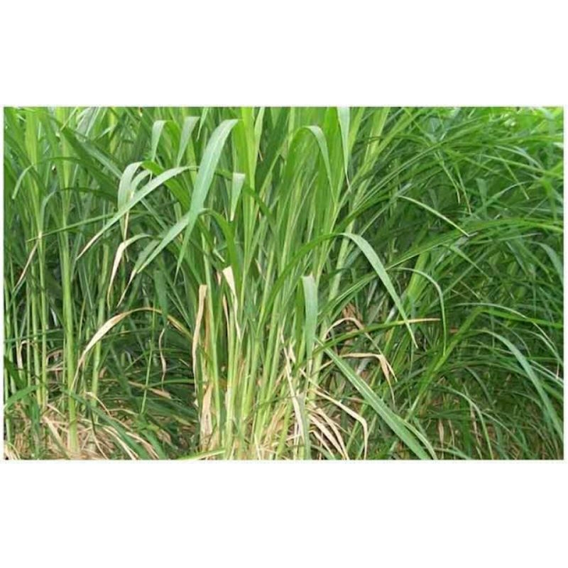 Bibit Rumput Gajah Biasa 1 Kg / Rumput Kolonjono / Rumput Gajah Pakan Ternak