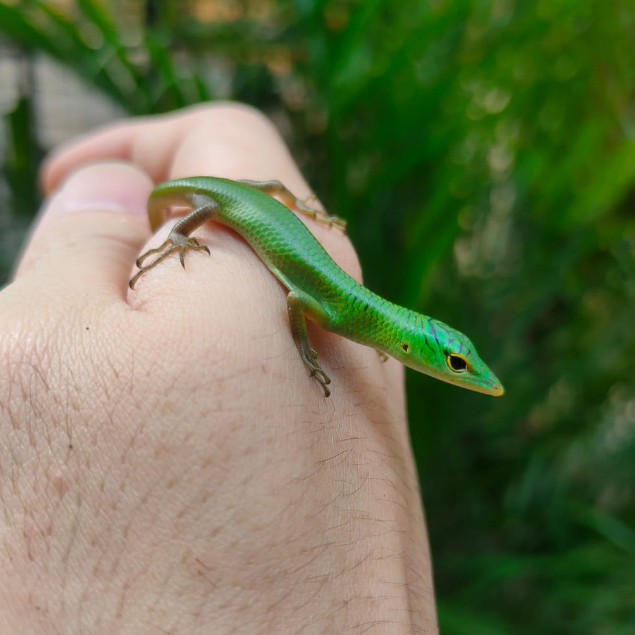 Emerald Tree Skink / Kadal Pohon Hijau