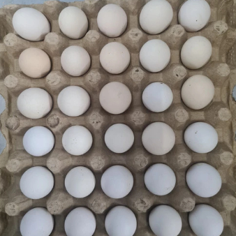 

Telur ay4m kampung fresh konsumsi