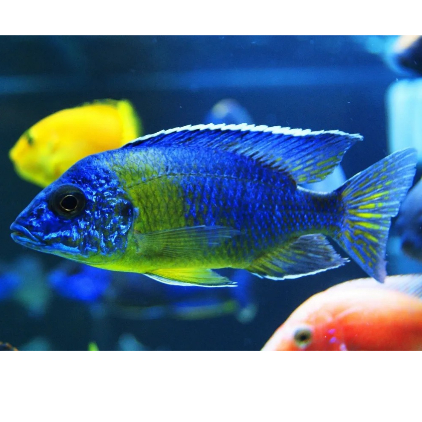 Maulana african cichlid 13cm