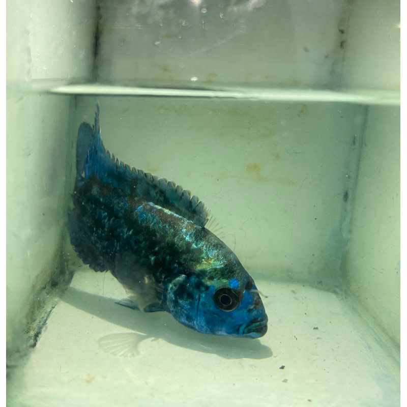 

ikan (ebjd) elctricbluejackdempsey