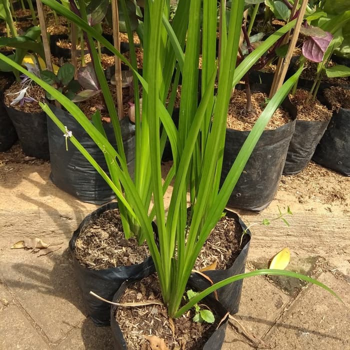 Baru Bibit Tanaman Bawang Dlingo/Jeringau