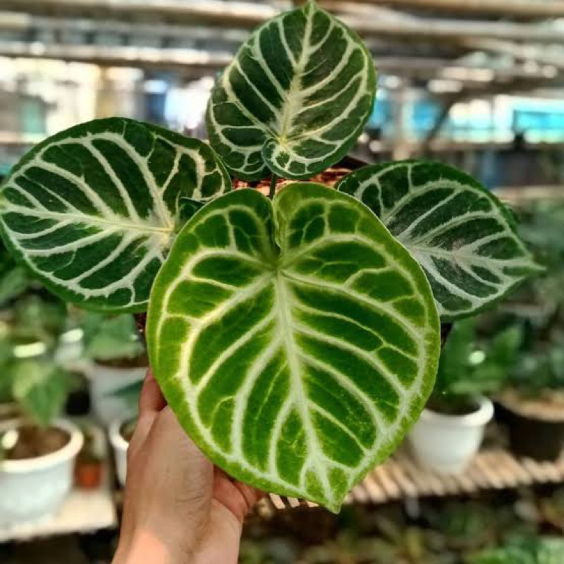 Anthurium Dorayaki