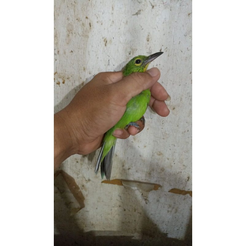 CUCAK IJO PH BODY BIG MULUS 100% JANTAN