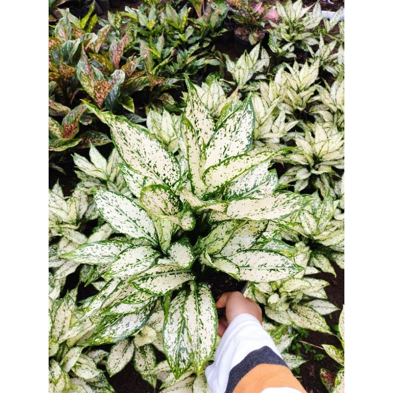 A aglonema Snow White Rumpun isi 10 up