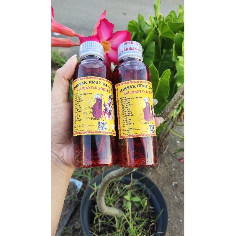 Minyak urut dayak kalimantan Borneo