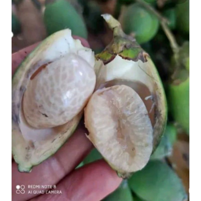 

pinang muda