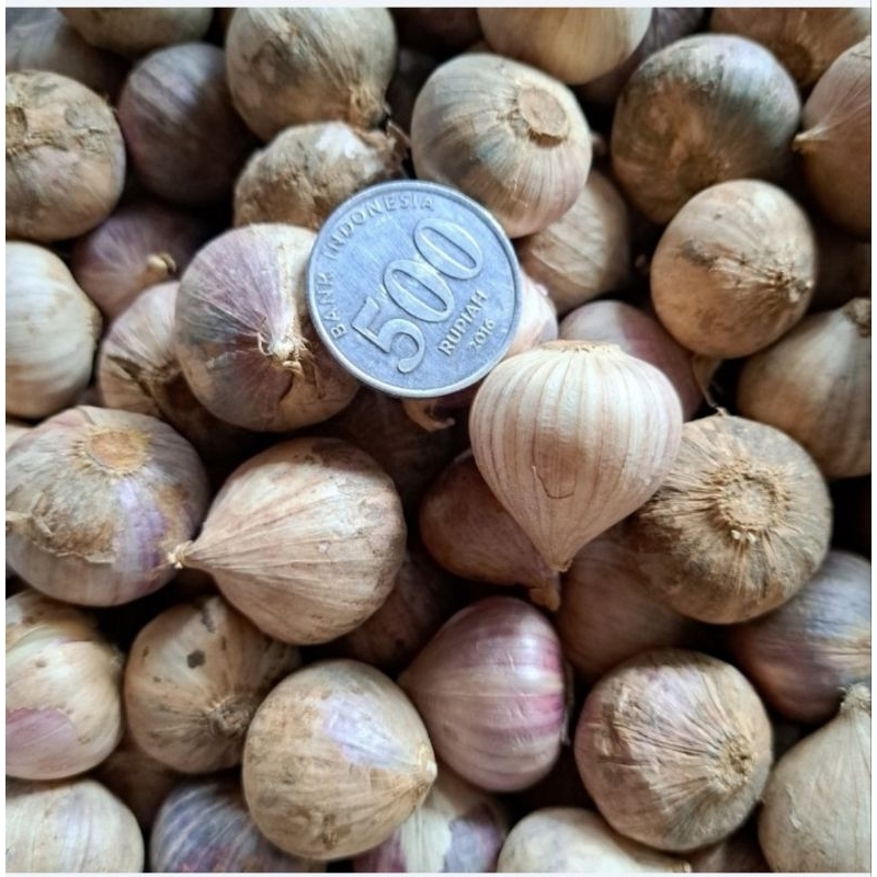 

Bawang tunggal ungu besar/ bawang lanang/ bawang tunggal original 250gr.