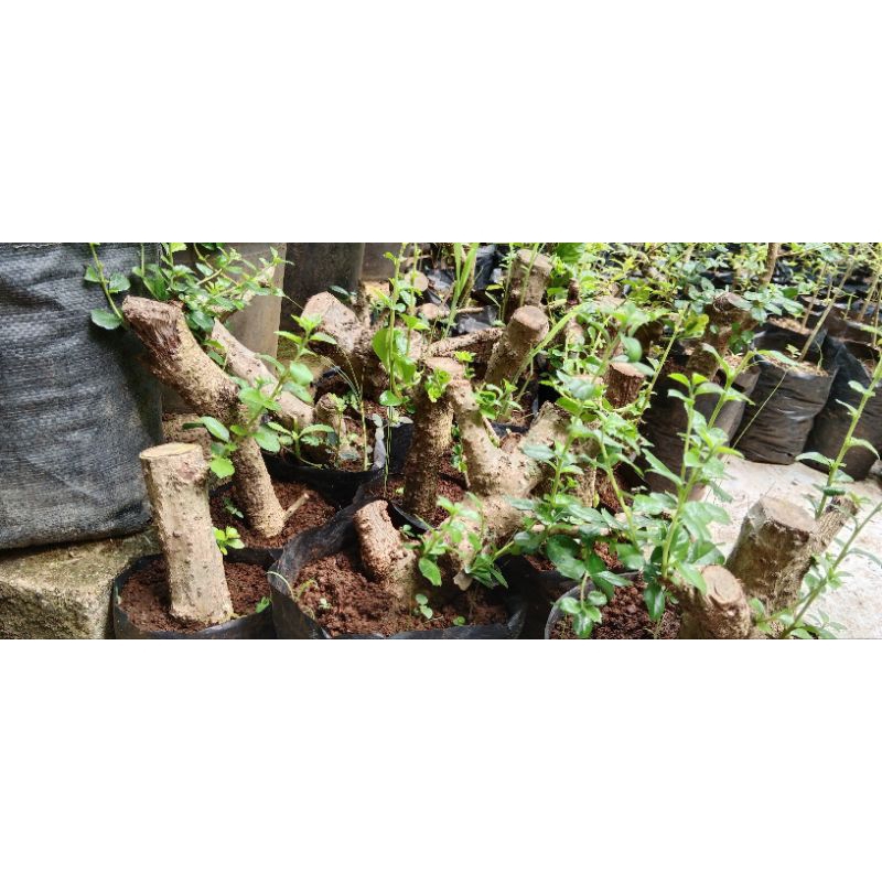 Bahan stek bonsai hokiantea