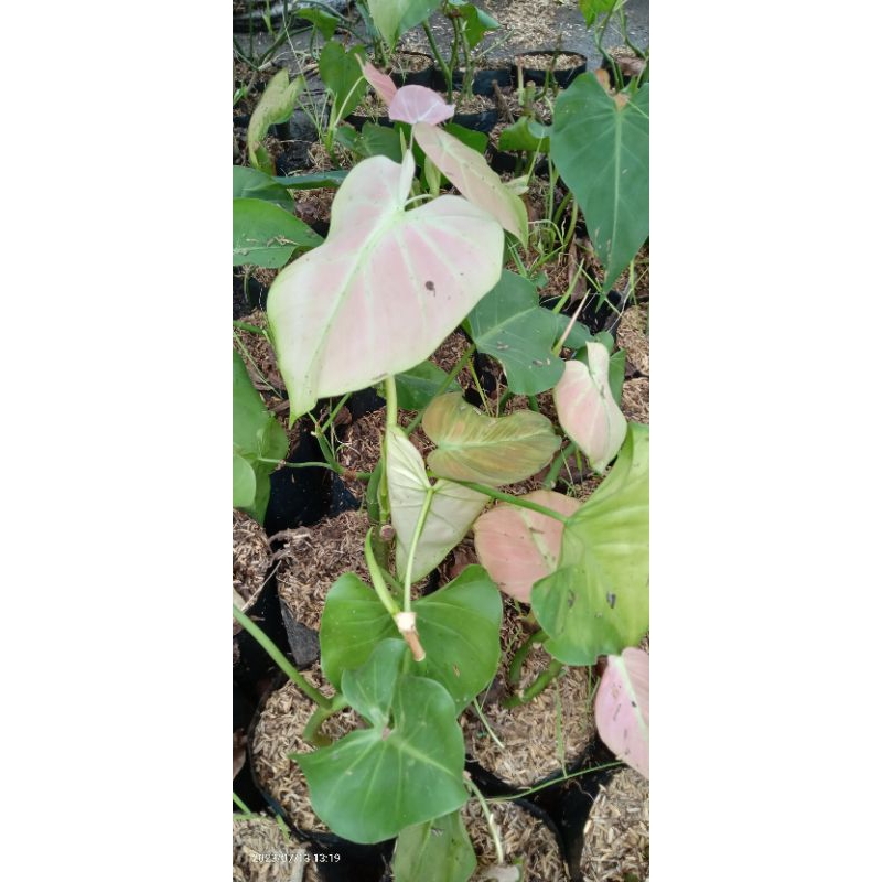 TANAMAN HIAS PHILODENDRON MELANO MICAN PINK