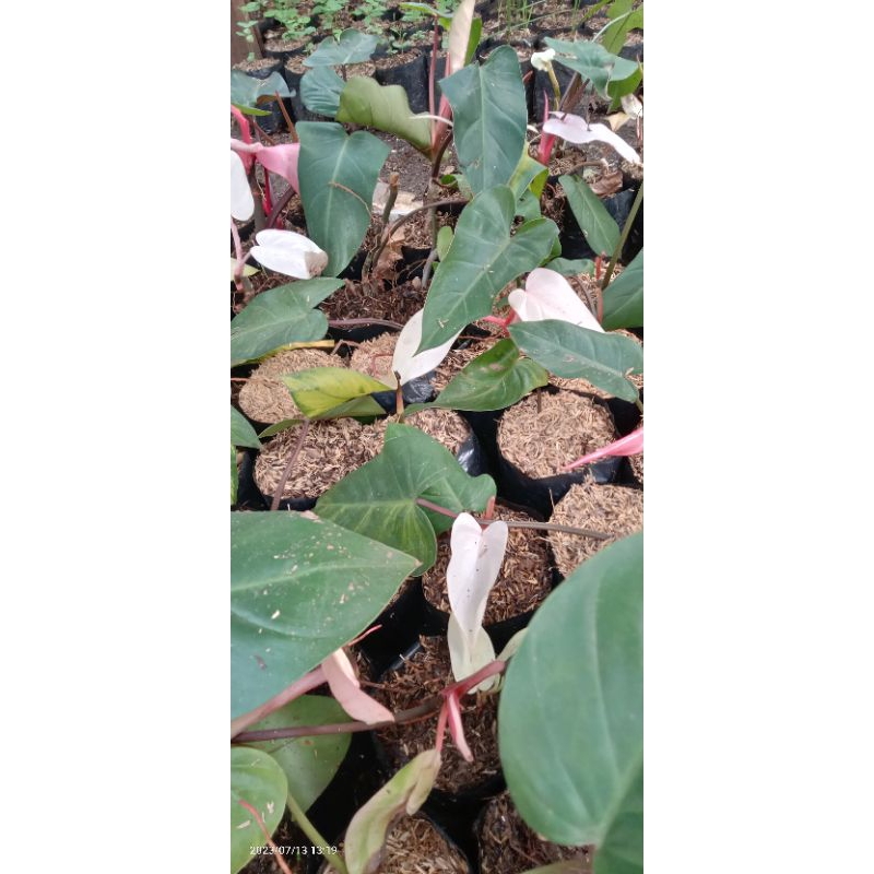 TANAMAN HIAS PHILODENDRON DARK LORD PINK