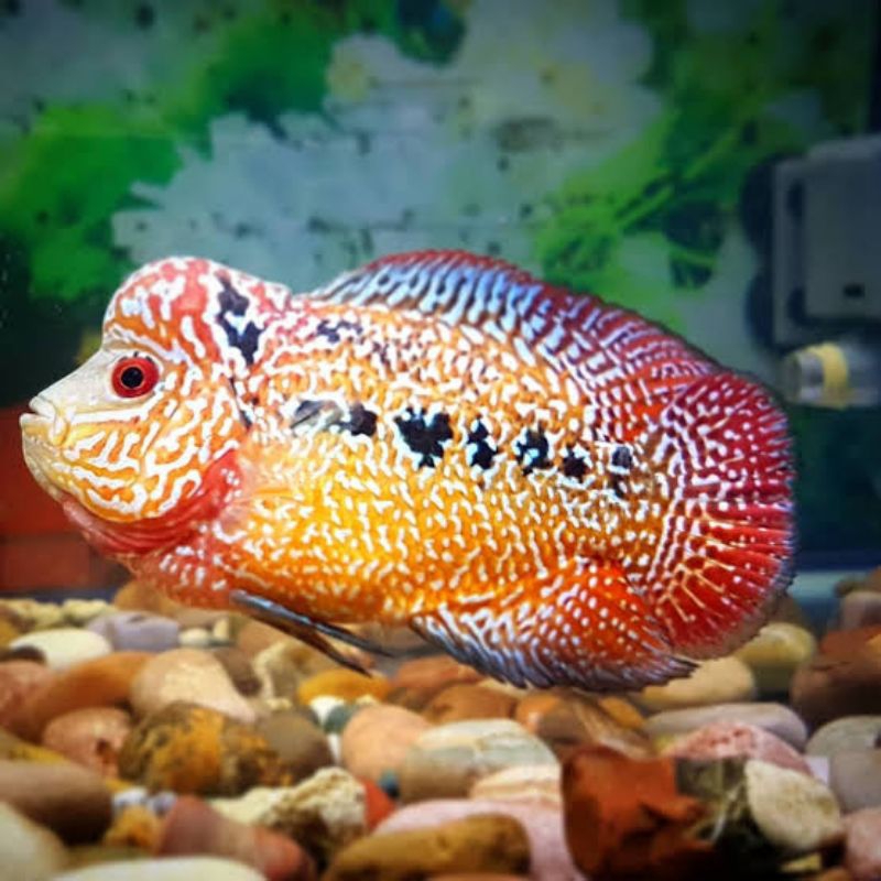 Burayak louhan cencu serian prada x cencu OPS 2-3cm ( GRADE  )