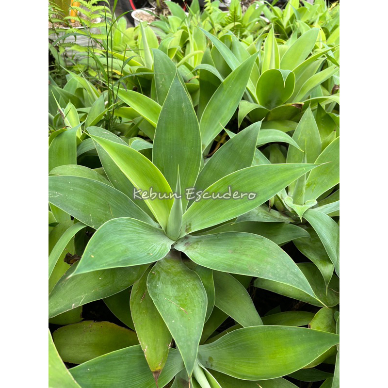 Tanaman Hias Agave Siklok | Siklok