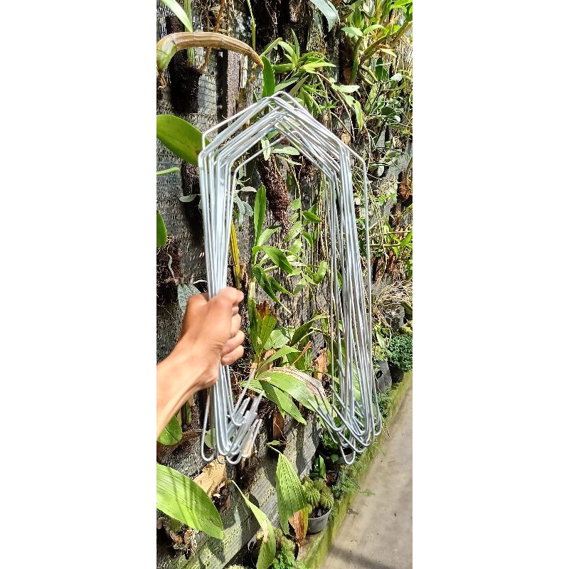 kawat gantung anggrek cattyla