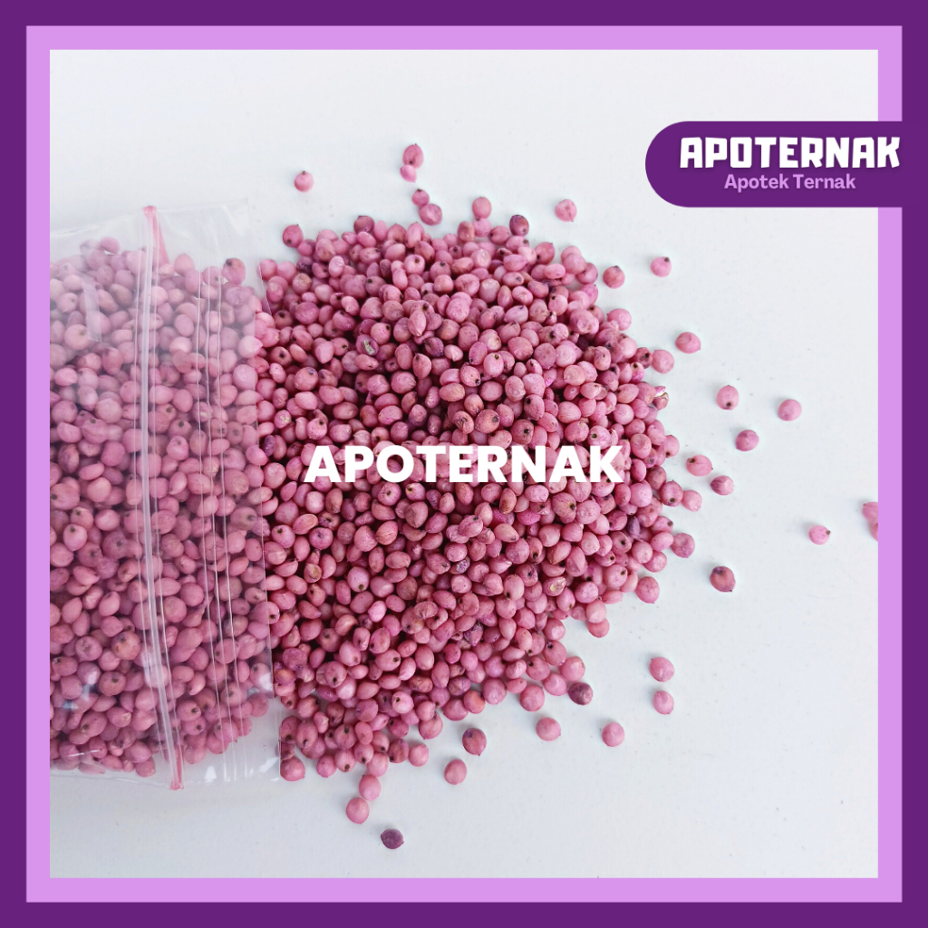 BIBIT SORGUM SOPER 9 | Benih Sorgum Varietas Soper 1 kg | Sorghum Cantel hijauan pakan ternak