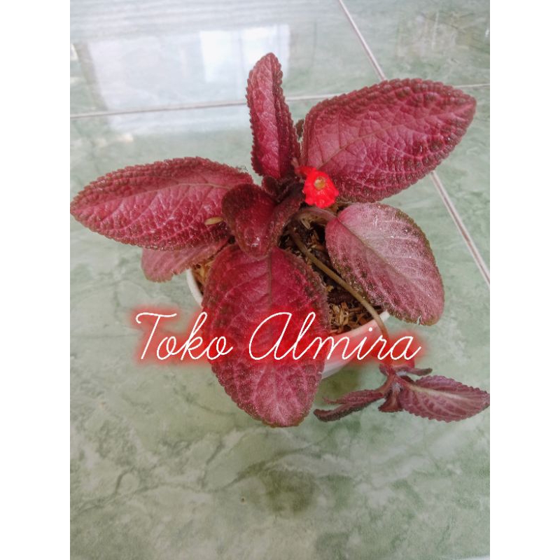 episcia ungu kemerahan.