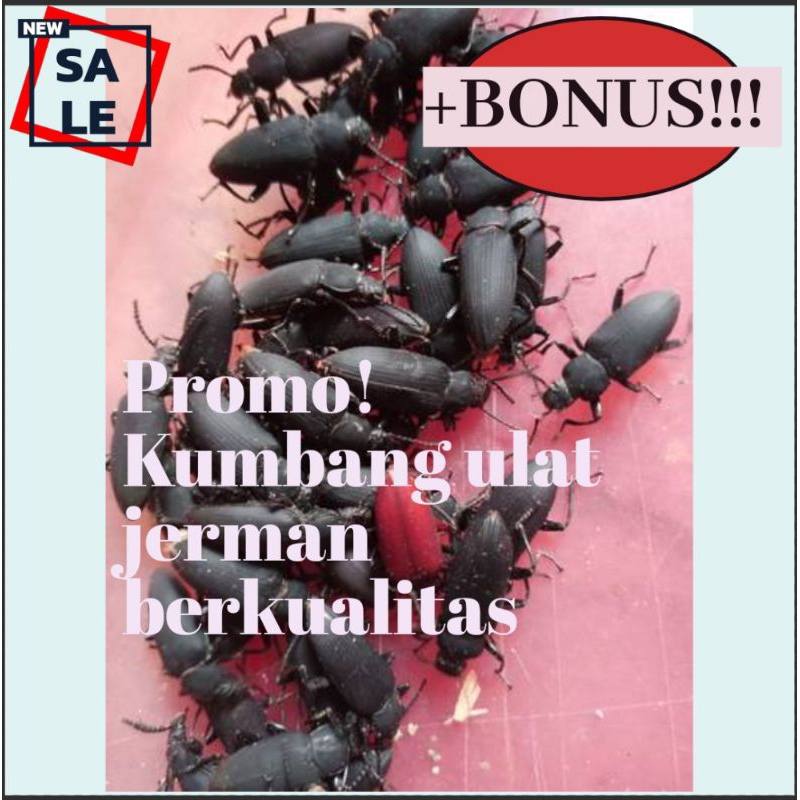 PAKET PROMO KUMBANG ULAT JERMAN+BONUS