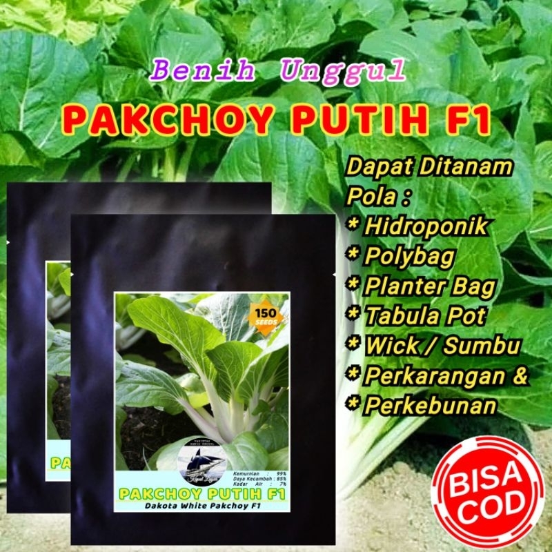 

BENIH UNGGUL PAKCOY PUTIH DAKOTA "CAP KAPAL LAYAR