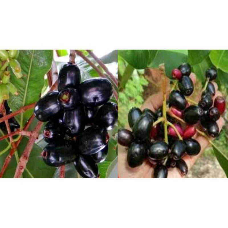 

1kg Buah Juwet/Jamblang
