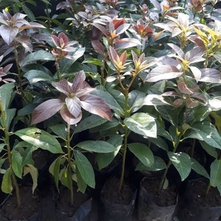 BIBIT ALPUKAT RED VIETNAM SUPER UNGGUL