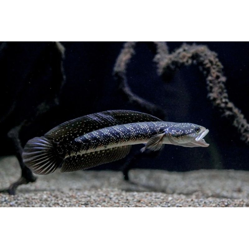 

Asiatica WS (White Spot) 9-10cm