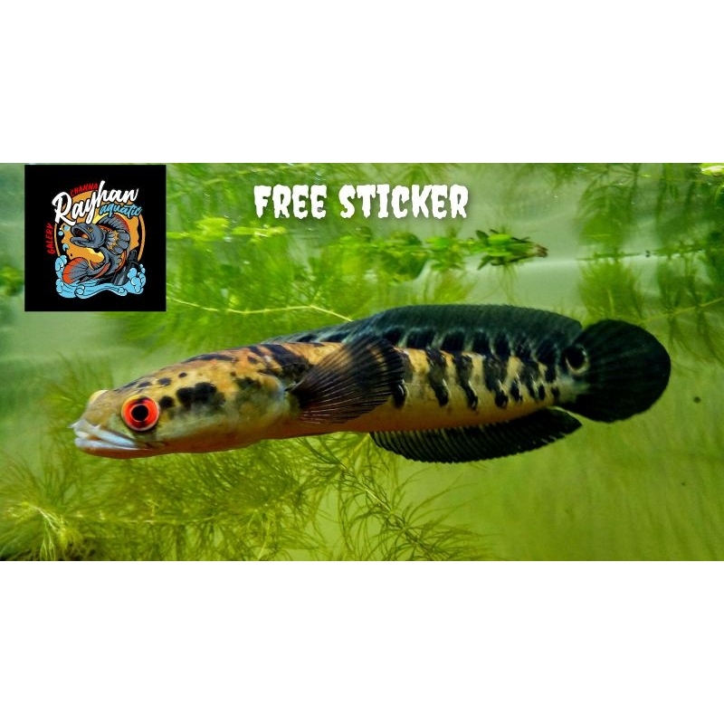 maru yellow (ys) 23CM|kualitas kontes