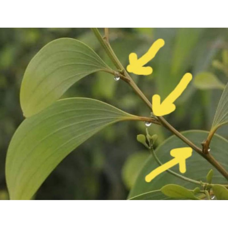 

Korzaln Madu Murni Sumatra Hutan Akasia Netto 1 Kg Raw Honey Pure Honey