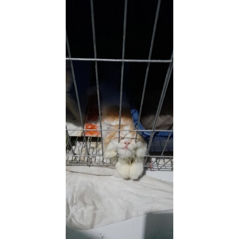 anakan kucing persmed