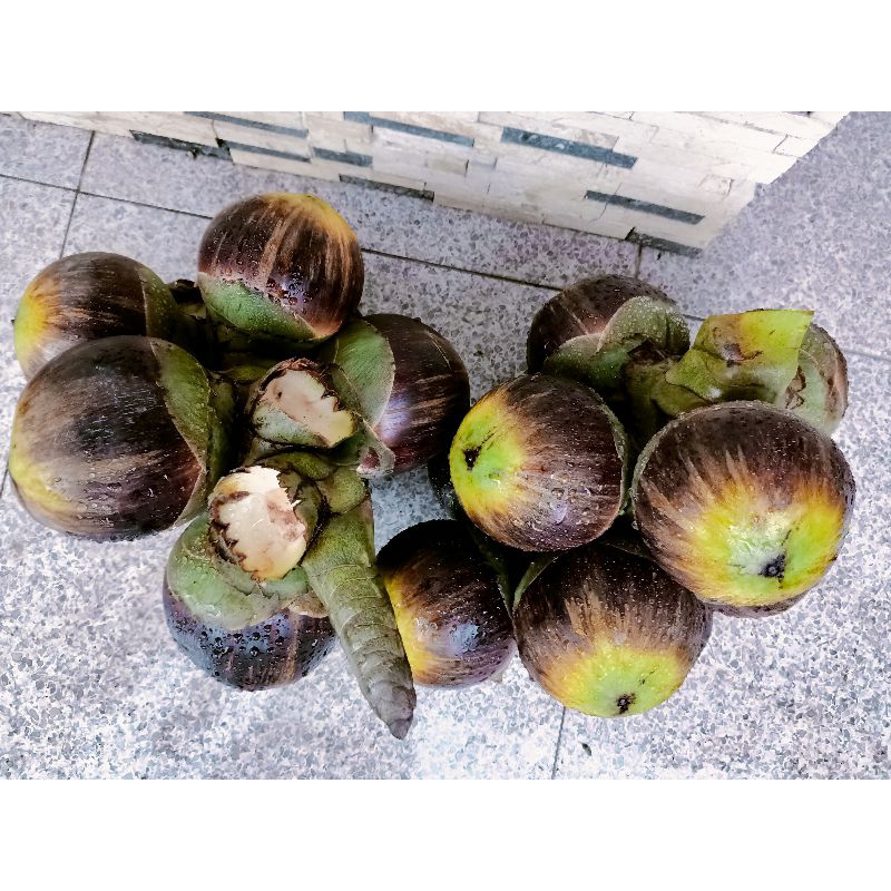 

Buah Siwalan Lontar Tuban Satu Buah Utuh isi 3 Tahan 10-15 Hari Dipetik Stelah Anda Pesan