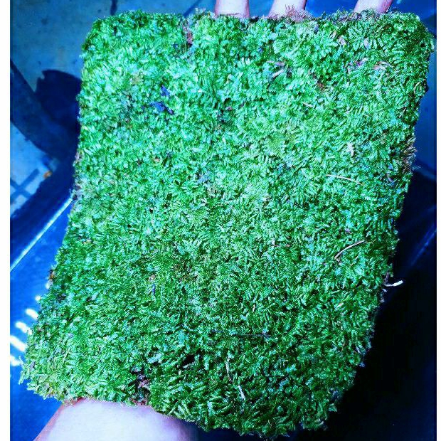 Moss weeping mini clump aquascape 1/2 kg /Tanaman Aquascape moss setengah kilo