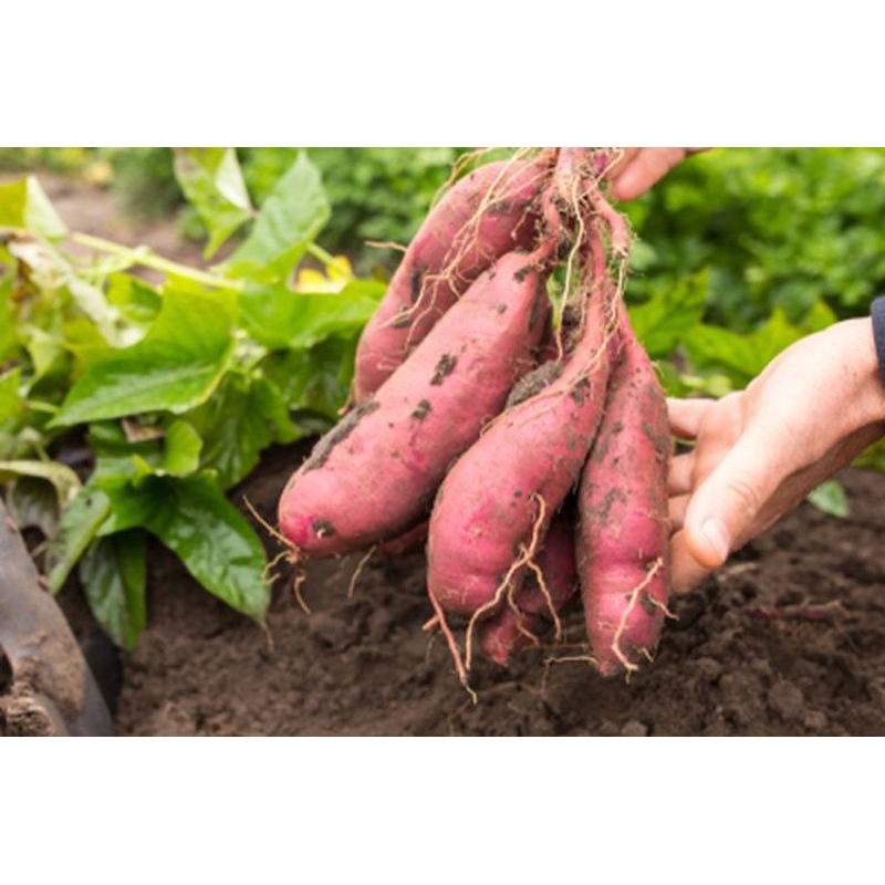 15 biji bibit ubi jalar/stek bibit ubi jalar