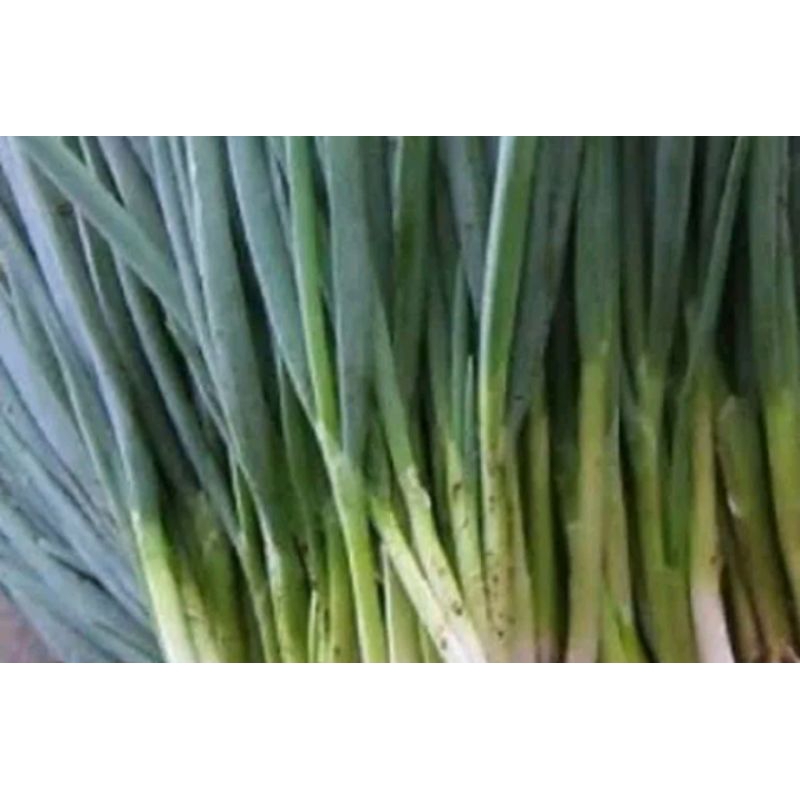 

DAUN BAWANG DAUN PREi SELEDRI