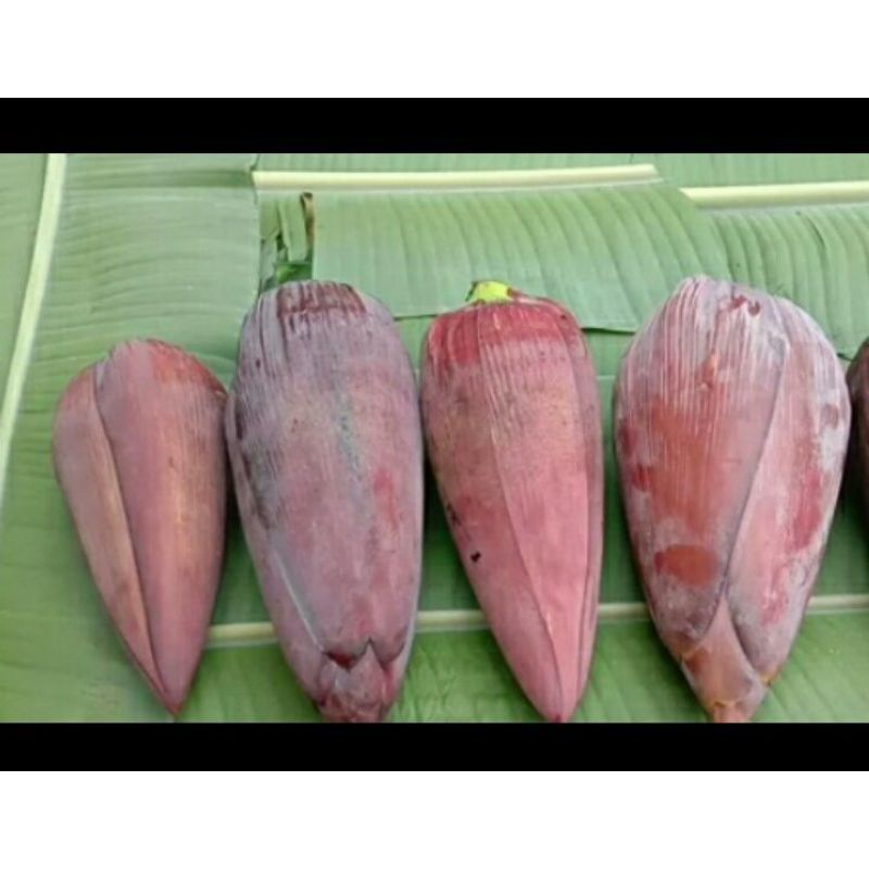 

JANTUNG PISANG KEPOK KONSUMSI FRESH JUMBO PER 1 BIJI