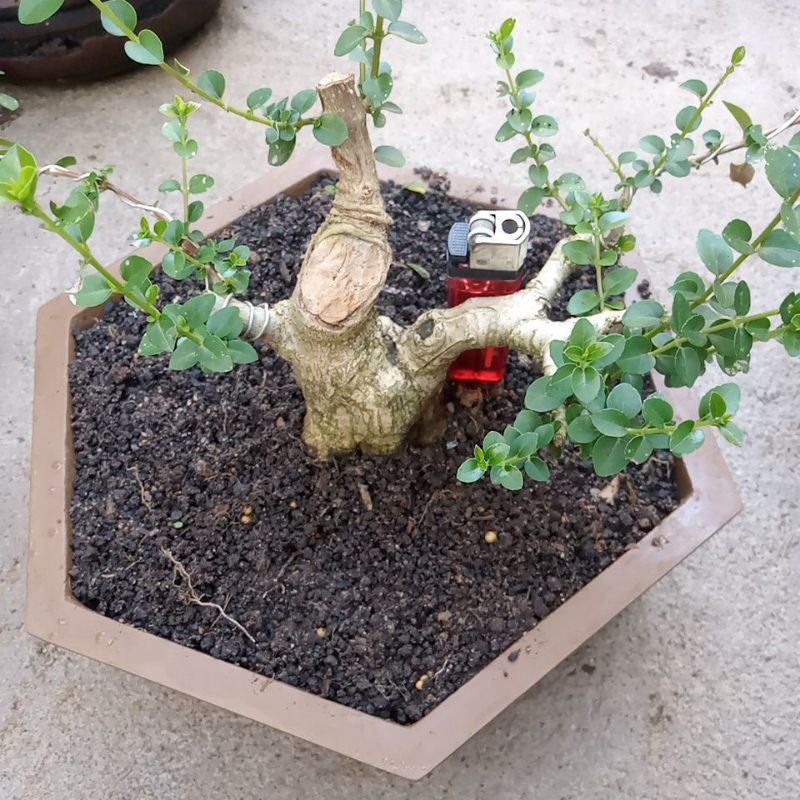bonsai sancang prospek