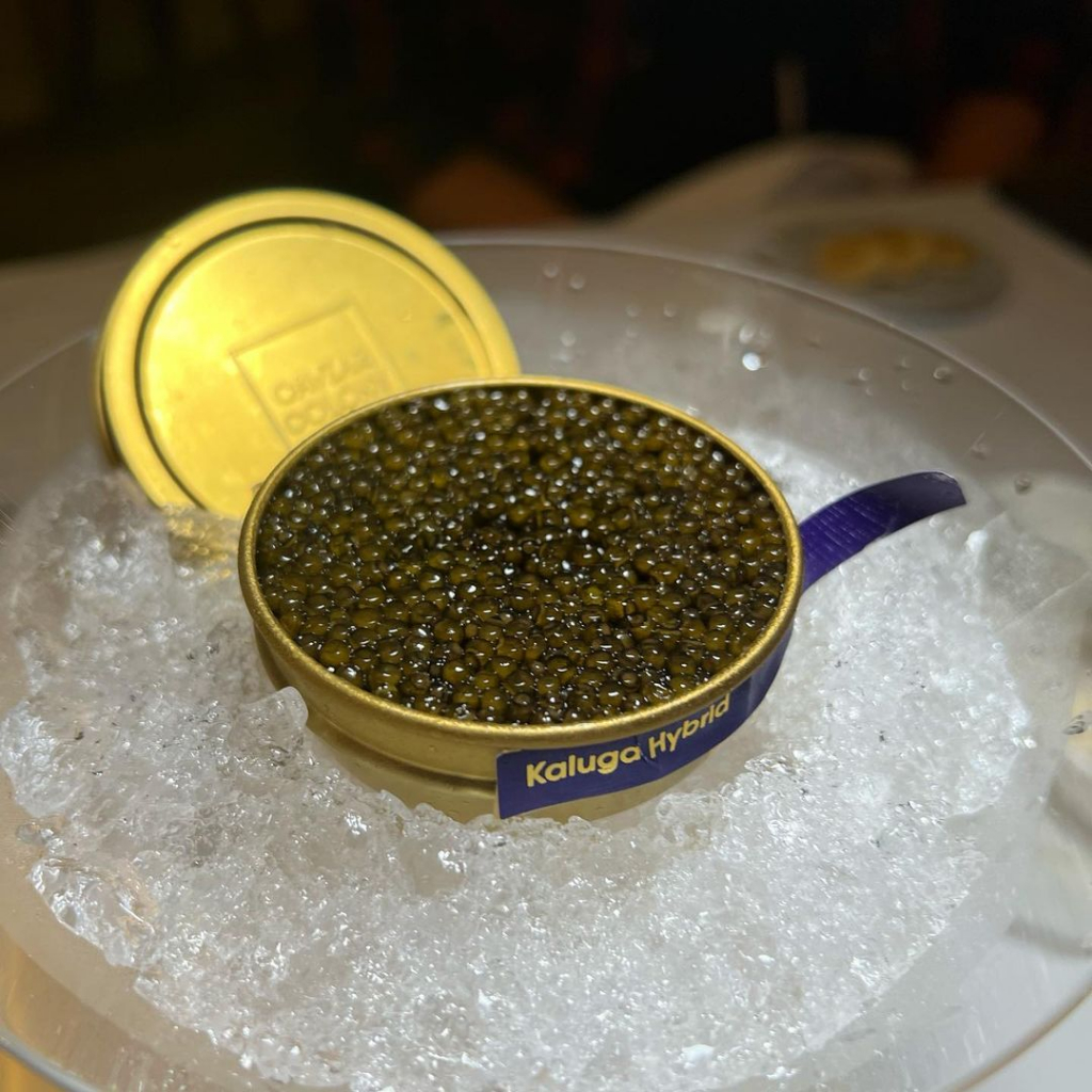 

Caviar Colony Kaluga Hybrid