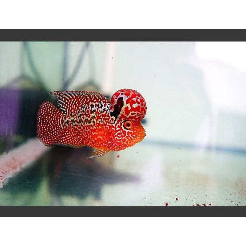 Burayak louhan kamfa V8 size 2-3cm (5 gratis 1)