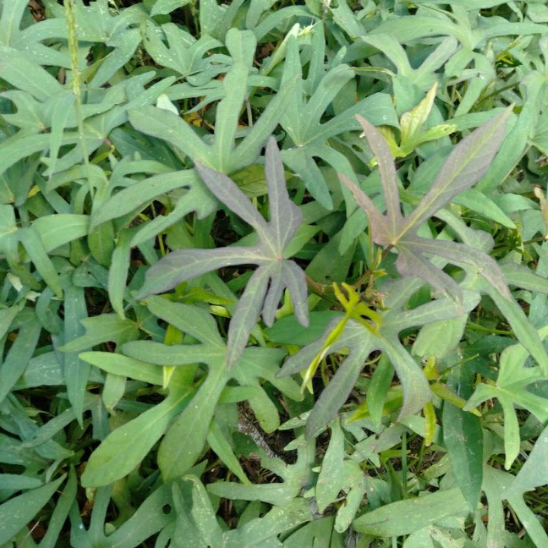 

DAUN KETELA RAMBAT TELO FRES Ikat