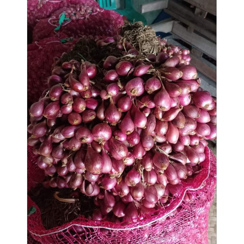 

Bawang merah Brebes iketan buat oleh-oleh bawang merah masak asli brebes oleh-oleh bawang merah brebes