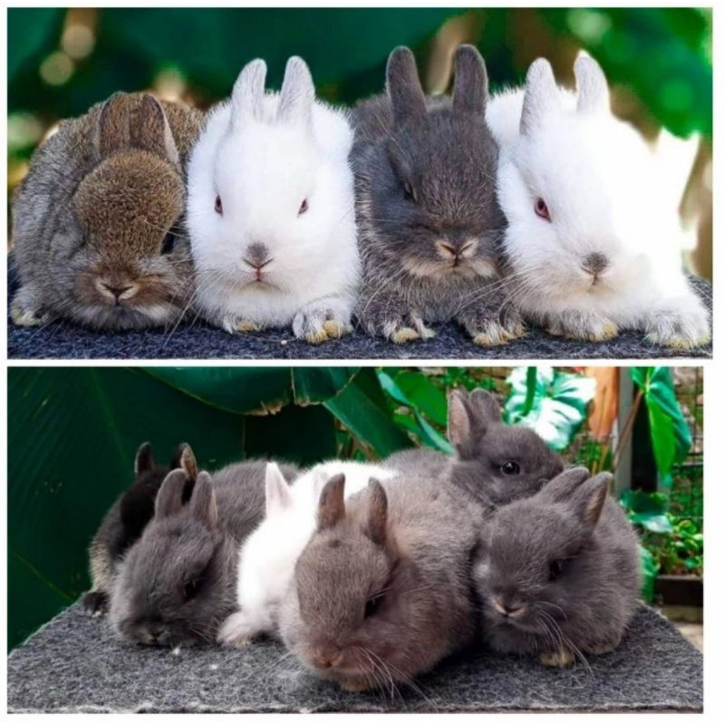 Anakan Kelinci Rabbit Bunny  Hias Mini Netherland Dwarf