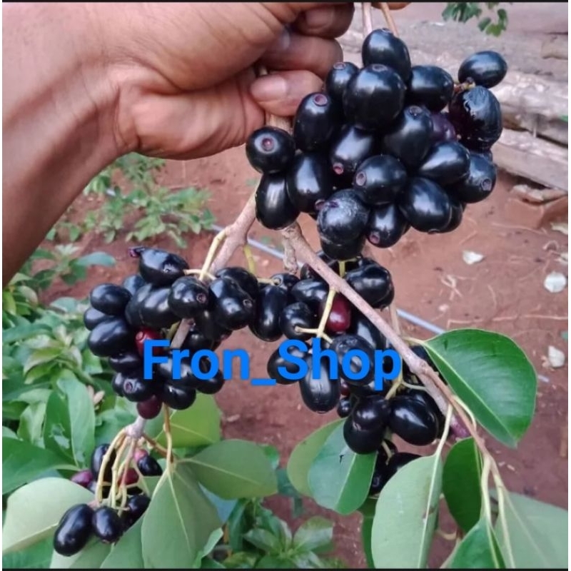 BUAH JAMBLANG SEGAR | BUSH JUWET /DEWET PRESH 1KG