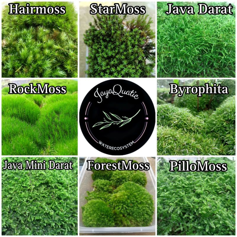 Moss Paludarium Terrarium Vivarium - Rock Moss/Forest Spagnum/Byrophita Mutiara Moss/Weeping Darat "
