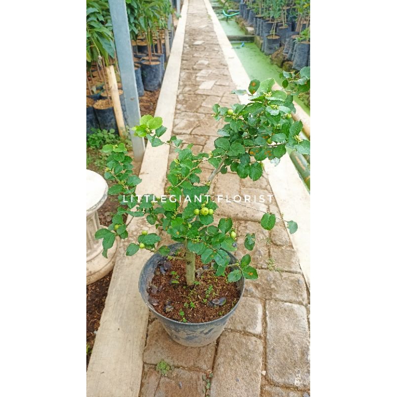 Tanaman Buah Cherry Jepang Indukan (Sudah Berbuah,Batang Besar)
