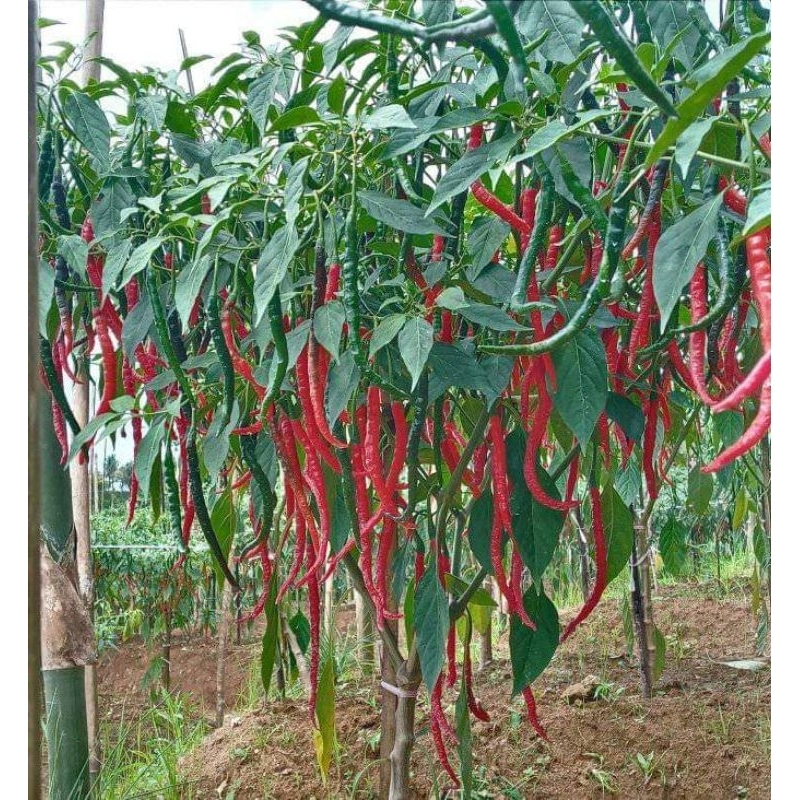 Bibit cabe keriting merah