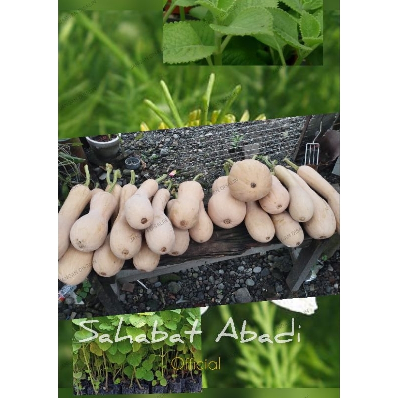 

labu madu/butternut squash