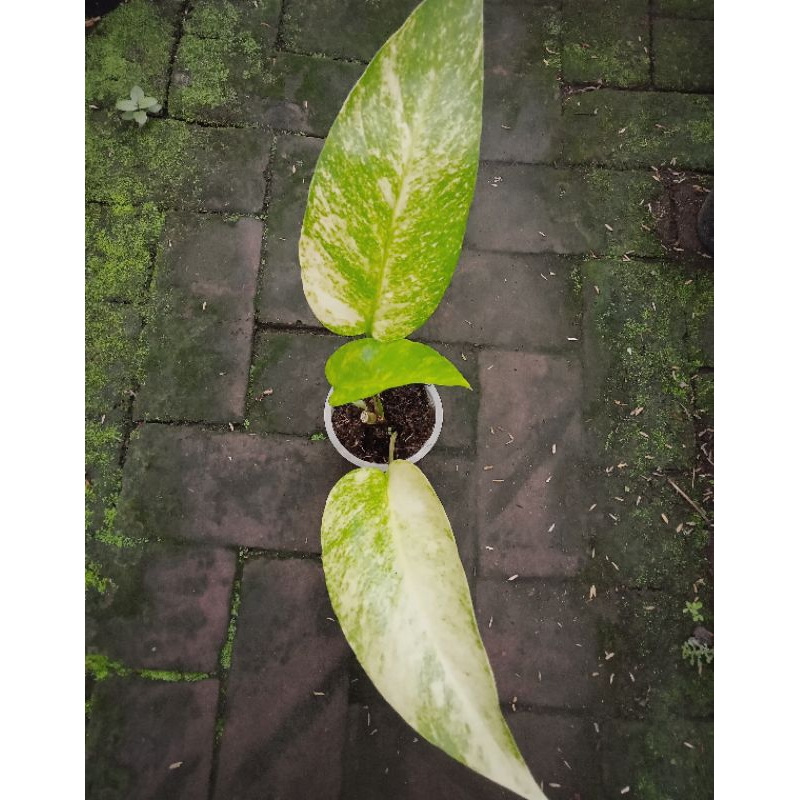 Tanaman Hias Epipremnum Pinnantum Yellow Flame / Epipremnum Kujang