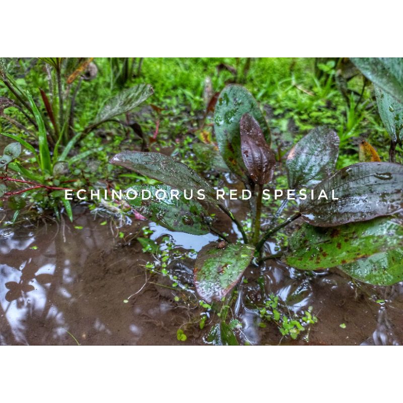Echinodorus Red Spesial / Special - Tanaman Air Aquascape